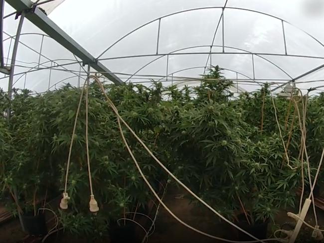 For the first time, the names have been revealed of 11 people arrested and charged following a police raid on a massive marijuana plantation of 11,000+ pants hidden in bushland west of Maryborough.