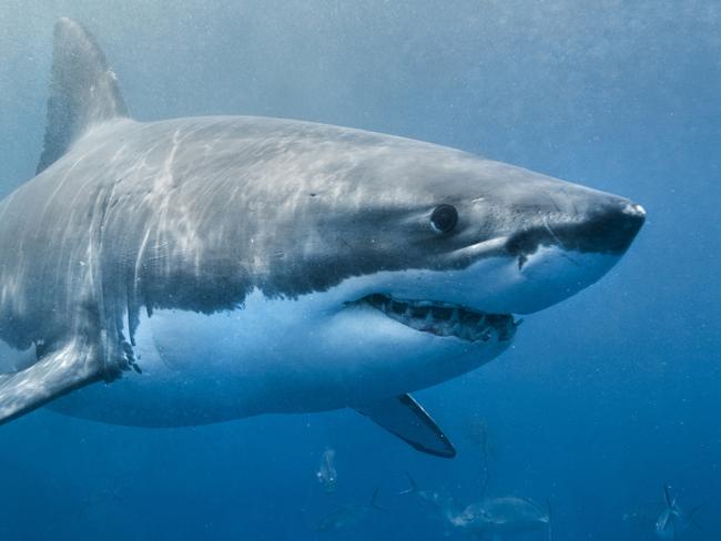 A Great White Shark has been sited this morning at Haunted Bay, Maria Island.  PIC: SUPPLIED - GENERIC.