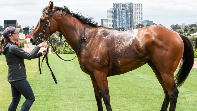 Japery after winning the Kennedy Plate at Flemington. Picture: Getty Images