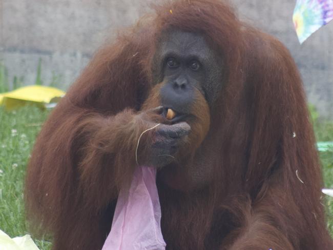 Dumplin the Orangutan enjoys her presents during her 45th birthday party. Picture: National Geographic/Jesse Kennedy