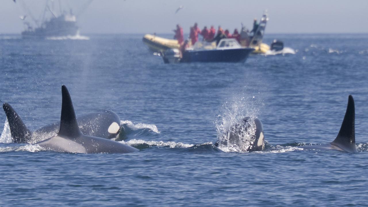 Killer whales target boats in revenge attacks in Spain | The Advertiser