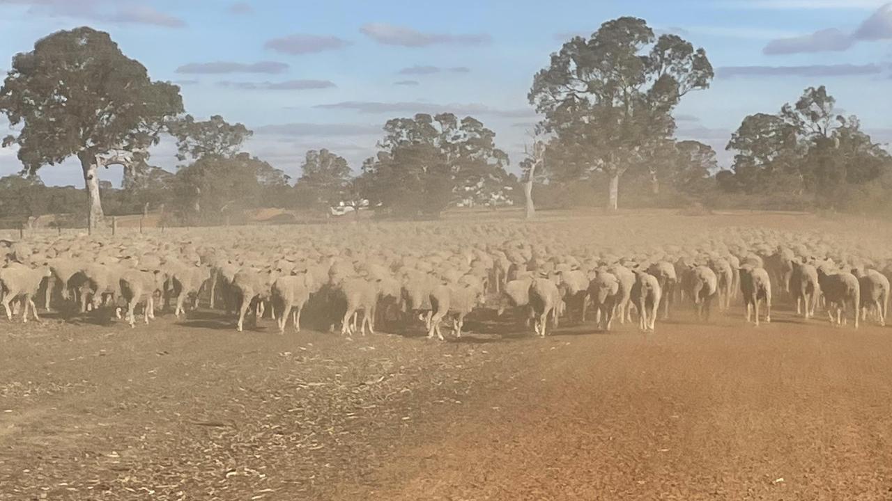 Victorian farmers pray for rain as silent drought drains coffers