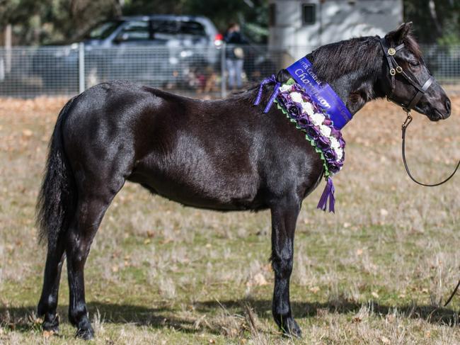 Winning Dartmoor filly Outlook Rejoice is owned by Karen Parrish. Picture: Carmel Pethrick