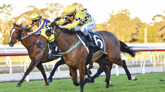 Awesome Wonder looks well placed over 2400m on Saturday. Picture: Bradley Photos