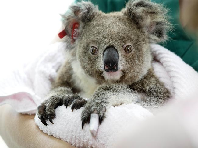 A koala that was treated for burns during the bushfires at the Currumbin Wildlife Hospital. Picture: Nigel Hallett