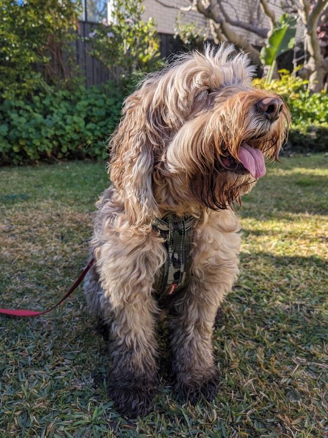 Heidi the adventurous spoodle.