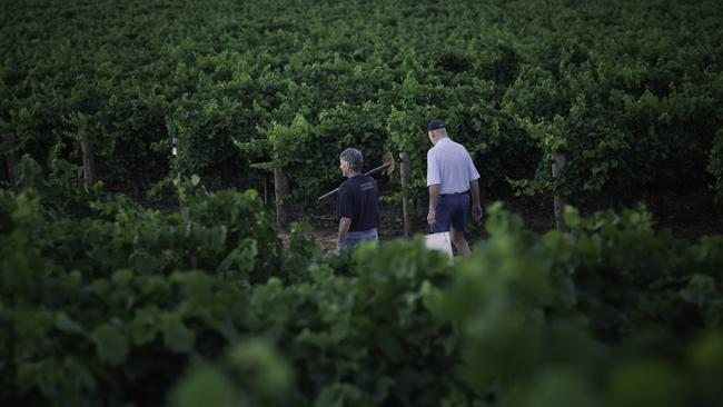 Vine time: Andrew La Nauze walking among the 260ha of vines at Oxford Landing.