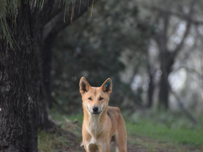 The dingo killed with a speargun on K'gari.