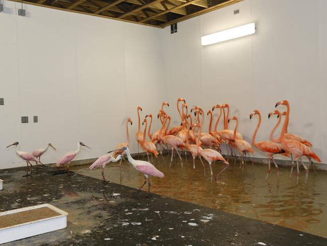 Flamingos, rear, and roseate spoonbills, left foreground, at Zoo Miami, share a temporary enclosure in a hurricane resistant structure within the zoo, Saturday, Sept. 9, 2017 in Miami. Though most animals will reman in their secure structures, the cheetahs and some birds will ride out the storm in temporary housing. Picture: AP