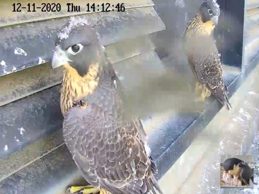 The peregrine falcon chicks on November 12