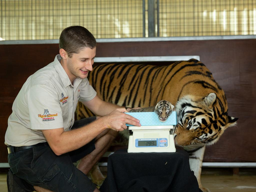 Dreamworld's two new tiger cubs, born from Adira. Picture: Patrick Martin-Vegue, Tiger Island Manager. With handler Ben Kearton