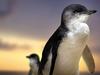 Ever thought your other half wasn't pulling their weight in the parenting role? Well it appears that Little Penguins have the same issue! A new paper published in the International Society for Behavioural Ecology's journal, shows some individual penguins work harder than their partners to feed their chicks. The study is part of joint research between Australian and French scientists. According to one of the paper's authors, Phillip Island Nature Parks' Penguin Biologist, Dr Andre Chiaradia, the findings come as something of a surprise, as it was previously thought both parents contributed equally to raising chicks.