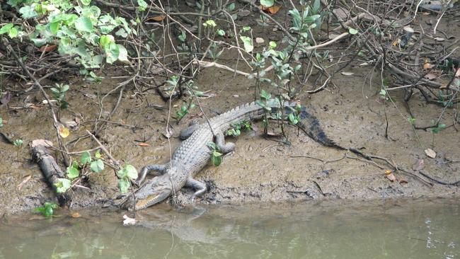 The Dillon St stormwater drain, which connects to Moody Creek, has had some interesting visitors over the years. This 1.5m croc was spotted on the banks in 2007. Picture: Mel Thew