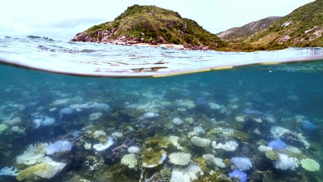 This underwater photo taken on April 5, 2024, shows bleached and dead coral around Lizard Island on the Great Barrier Reef, located 270 kilometres (167 miles) north of the city of Cairns. (Photo by David GRAY / AFP)