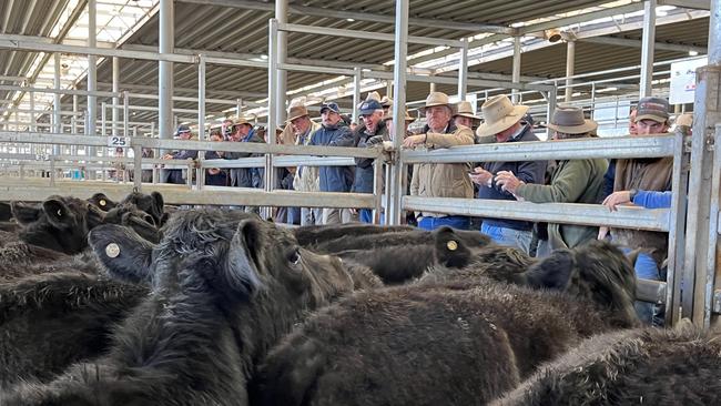 Cattle were up to $100 dearer at the Wodonga store cattle sale as confidence in the season locally grows yet there were tougher market signals for heifers.