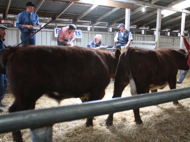 Royal Hobart Show 2008, cattle up for auction at the show