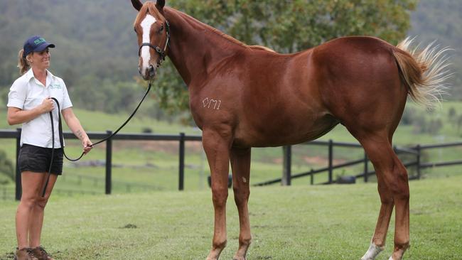 Fig Tree Thoroughbred yearlings at Biddaddaba get ready for the Magic Millions sale. Lot 418, a Maid For Me colt, goes for a walk with handler Kandice Pritchard. Picture Glenn Hampson