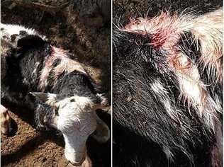 ATTACK: A dairy calf was injured in a wild dog attack on a Cedar Pocket farm. Picture: Contributed