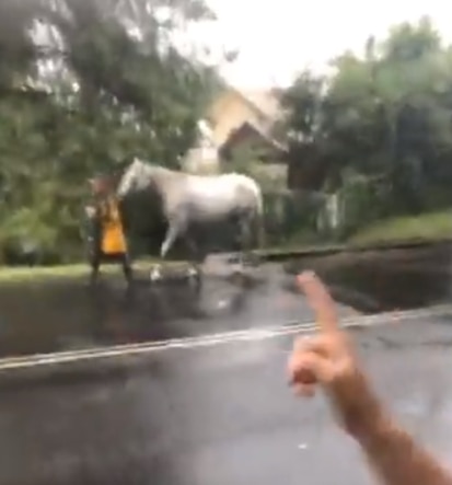 Three horses were rescued from raging flood waters on the Gold Coast by volunteers.