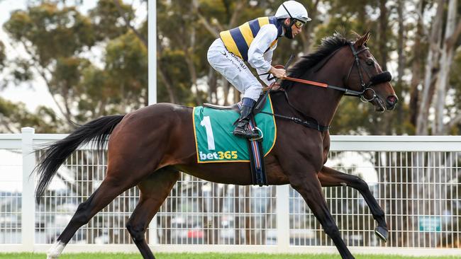 San Huberto will run in the Sandown Cup. Photo: Brett Holburt/Racing Photos via Getty Images