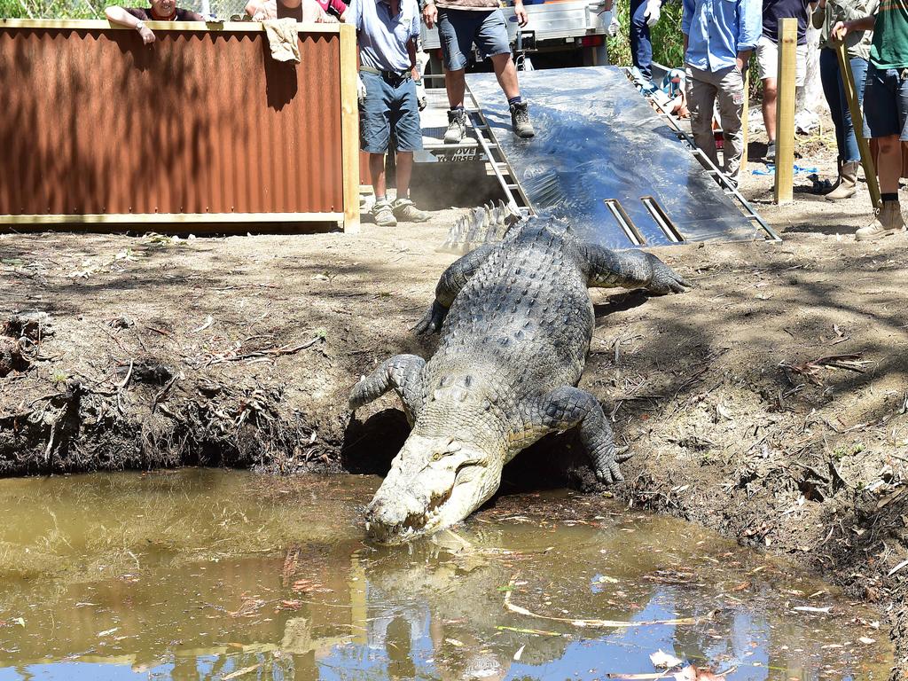 Billabong Sanctuary's new croc Krakatoa arrives to his new home. Picture: Shae Beplate.