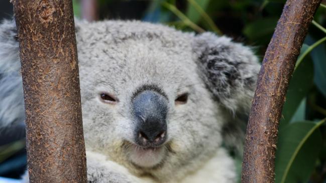 The unlisted Koala Farmland Fund is paving the way for more koala habitat to be developed and protected in South East Queensland.