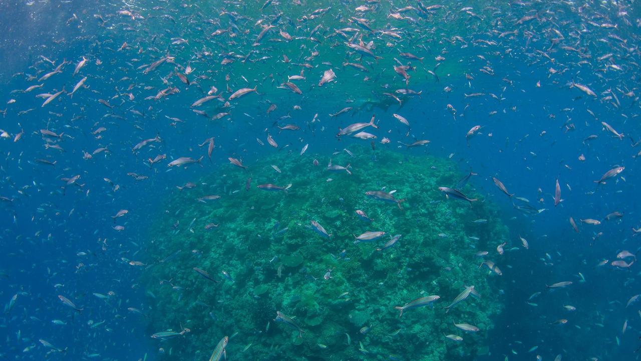 Photos of the Great Barrier Reef taken Monday 9th January by Passions of Paradise. Photo: Sota Yamaguchi