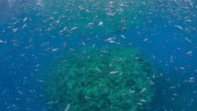 Photos of the Great Barrier Reef taken Monday 9th January by Passions of Paradise. Photo: Sota Yamaguchi