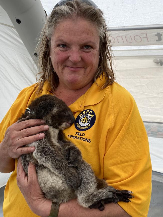 RSPCA SA Chief Inspector Andrea Lewis tends to an injured koala on Kangaroo Island. Picture: RSPCA South Australia