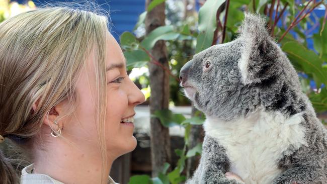 Wildlife Attendant Ashleigh Neal at Dreamworld’s koala breeding program announcement last year. Photo by Richard Gosling