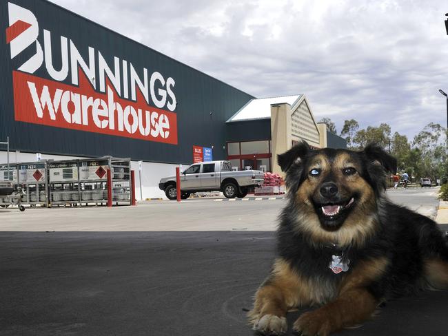 Avalanche the dog cools down in the lumber shed entrance at Bunnings in Alice Springs. Bunnings  Dogs may be once again allowed to enter Bunnings nation wide pending an on-going review of the recent dog attack in Melbourne.