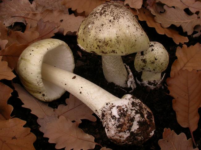 Death cap mushrooms are dangerous for adults, children and pets. Picture: Supplied