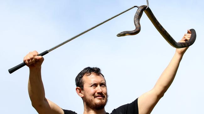 Snake handler Mark Pelley has been flat out removing snakes. Picture: Ian Currie