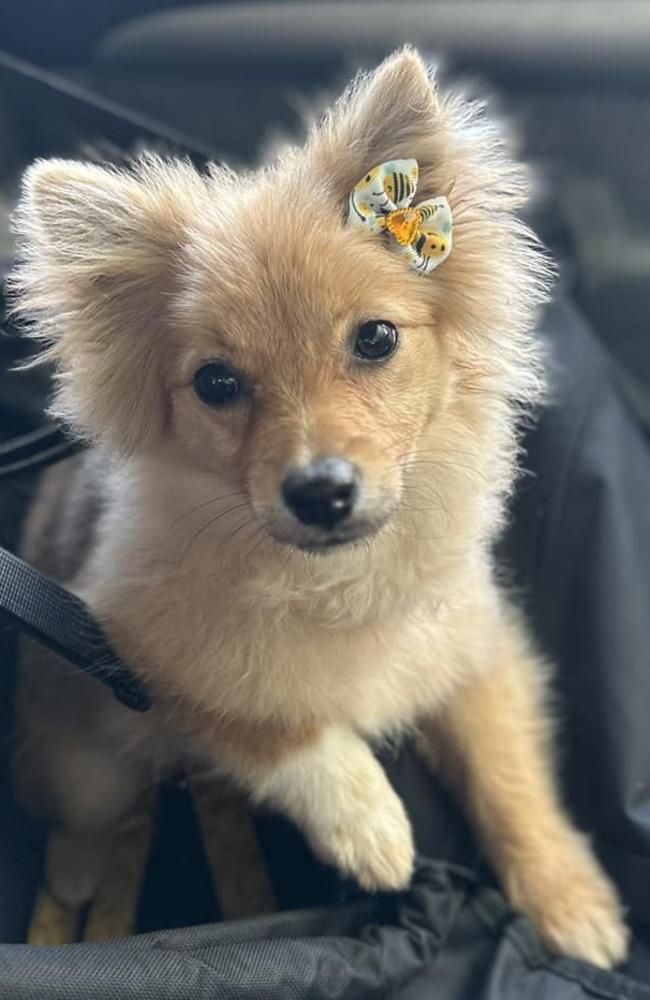 Nala: Lisa Thompson's 11 month old Pomeranian x Maltese