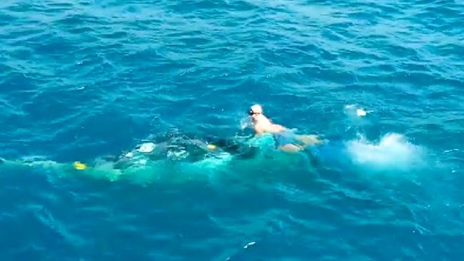 Django attempts to help the whale near Burleigh Heads Beach. Picture: Envoy Cull