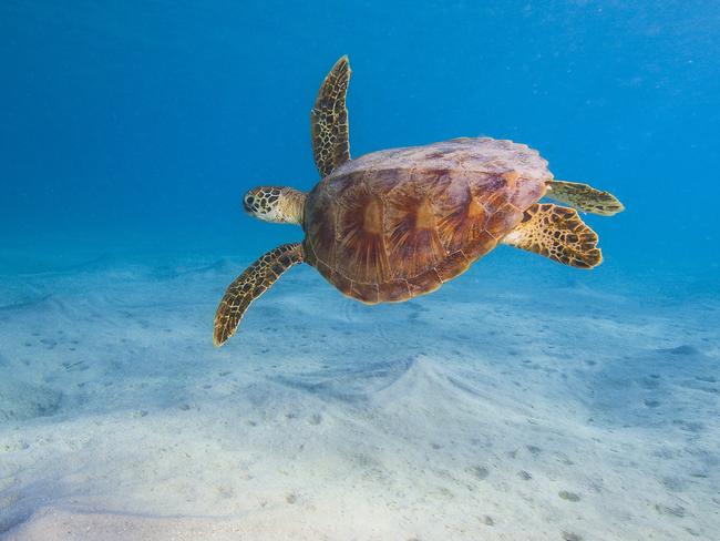 Two men ‘surfing’ on a turtle at Fraser Island beach slammed on social ...