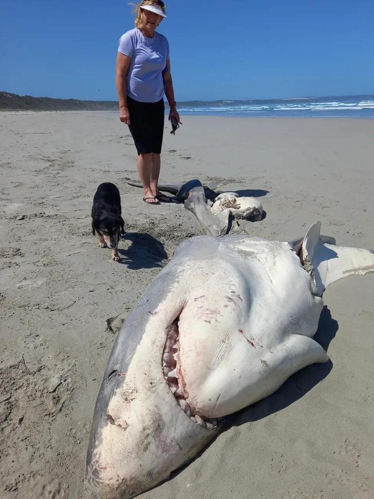 Great White Shark Found Ripped in Half Was Disemboweled by Orcas - Men's  Journal