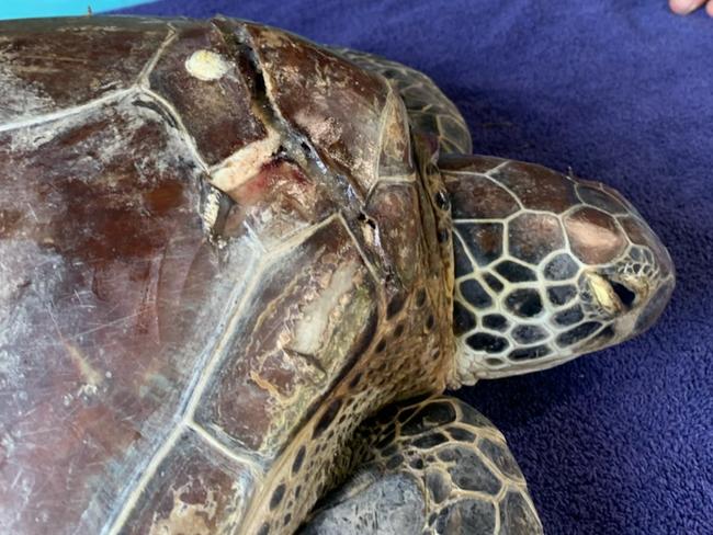 Wildlife groups are worried more marine animals will be hit by boats or jet skis like this green sea turtle injured in QLD in 2020 (file image).