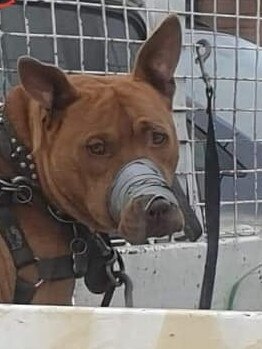 Photos have been shared of a dog in the back of a ute at the Lauderdale TCM car park, which appears to have duct tape wrapped tightly around its mouth. Photo: Facebook