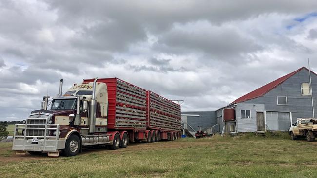 Lambs leaving Kate Dowler’s farm, off to the market.