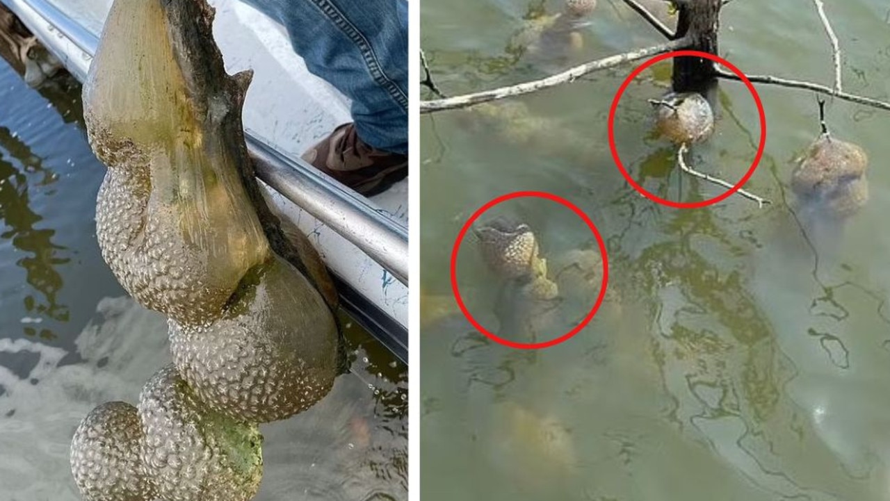 Residents in Oklahoma have been left baffled by these creepy ‘alien-like’ sacks submerged in a popular lake.