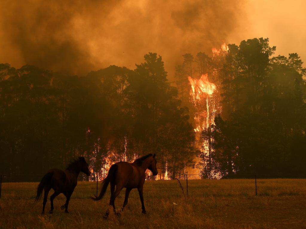 Horses are seen in a paddock as the Gospers Mountain Fire impacts a property at Bilpin, Saturday, December 21, 2019. Conditions are expected to worsen across much of NSW as temperatures tip 40C. Picture: AAP Image / Dan Himbrechts