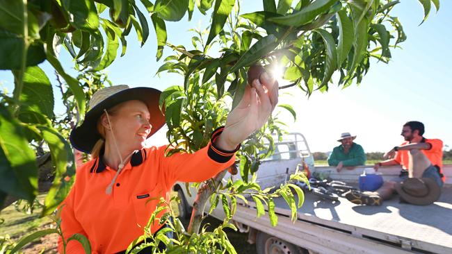 Bowen Gumlu Growers Association president Carl Walker said there were plenty of picking jobs in the region for those looking for work. Picture: Lyndon Mechielsen