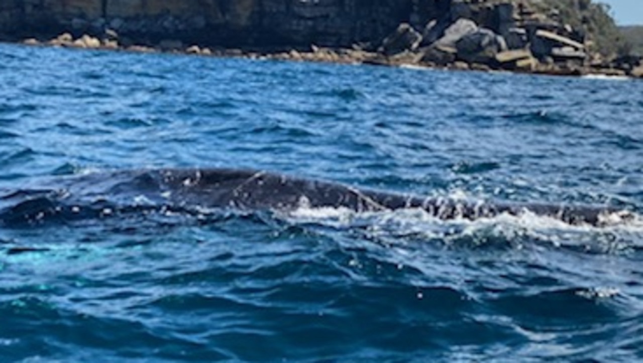 A seven-metre humpback whale was saved after becoming tangled in fishing debris on its migration south for the summer. Picture: NSW Government via NCA NewsWire