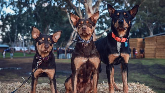 Casterton Kelpie Muster. Pictures: Nicole Cleary.