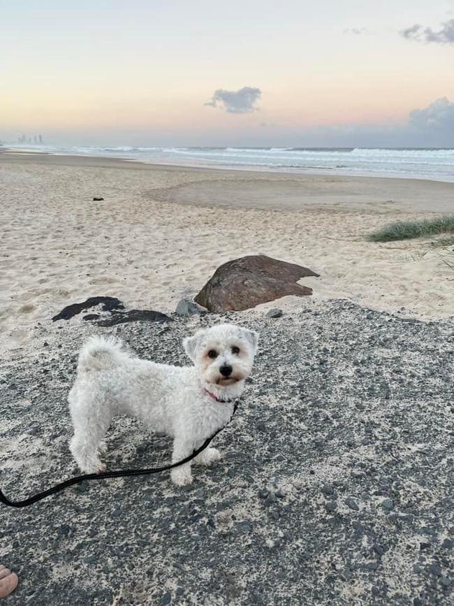 This is Pocket from Palm Beach. She is always ready to play, loves a cuddle, but her favourite thing is pats from everyone. She should win because she believes everyone loves her and I would like to show her that!