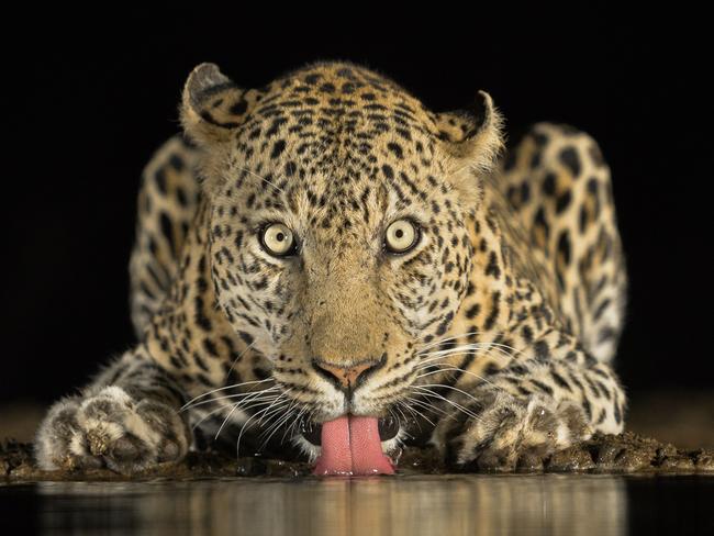 Image Name: Eye to EyePhotographer Name: Brendon CremerThis image from an underground hide at zimanga private game reserve in South Africa. I have spent about a month in total in this hide hoping for a big cat to come a drink and only once was i privileged the opportunity to capture this beautiful big male leopard cautiously coming to drink a mere 3m from me. Seeing and photographing these big cats is always so amazing, but being so close and at eye level with it is just on another level completely.Copyright: © Brendon Cremer, South Africa, Commended, Open, Wildlife (Open competition), 2018 Sony World Photography Awards