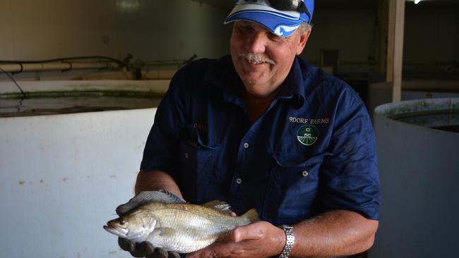 FISH FUN: Dave Neuendorf and his family farm barramundi and Murray cod on their Flagstone Creek property.