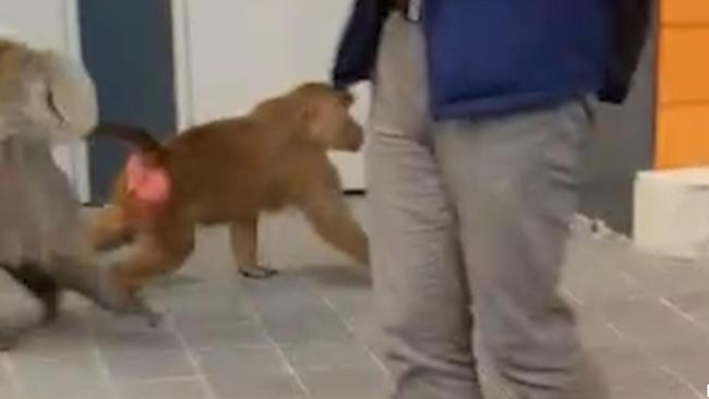 The baboons casually strolled around the Camperdown Hospital for some time. Picture: Seven News