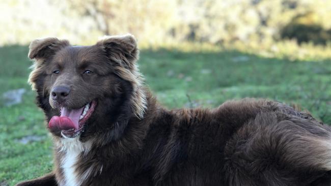 Allyce Whinray sent in this pic of her Australian Shepherd Ruby at Nug Nig in Victoria. Picture: Supplied